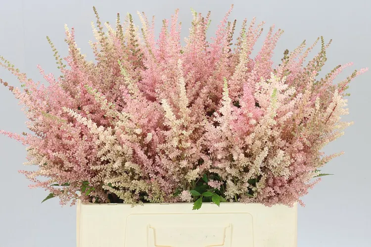 Astilbe Erika 65 cm