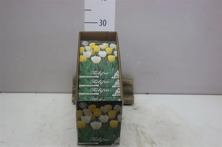 Bol Tulp Early Sunshine X10