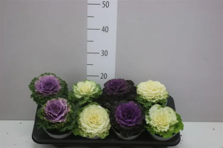 Okrasná kapusta mix črepník 13 cm