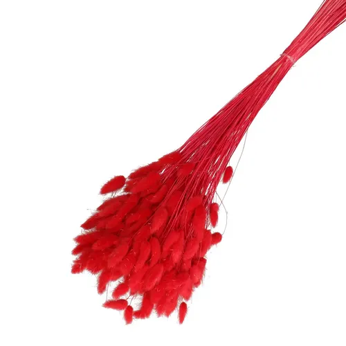 Sušený kvet Lagurus červená 65 cm
