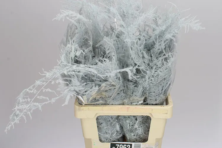 Asparagus Extra Veren White 65 cm