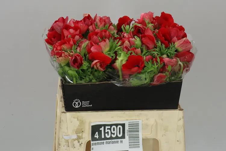 Sasanka Marianne Red 38 cm