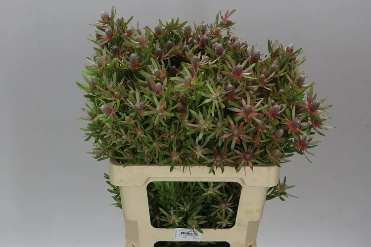 Leucadendron Ayoba Star Pearl 60 cm