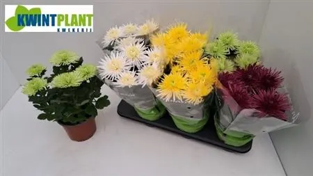 Chrysanth Anastasia Gemengd črepník 15 cm