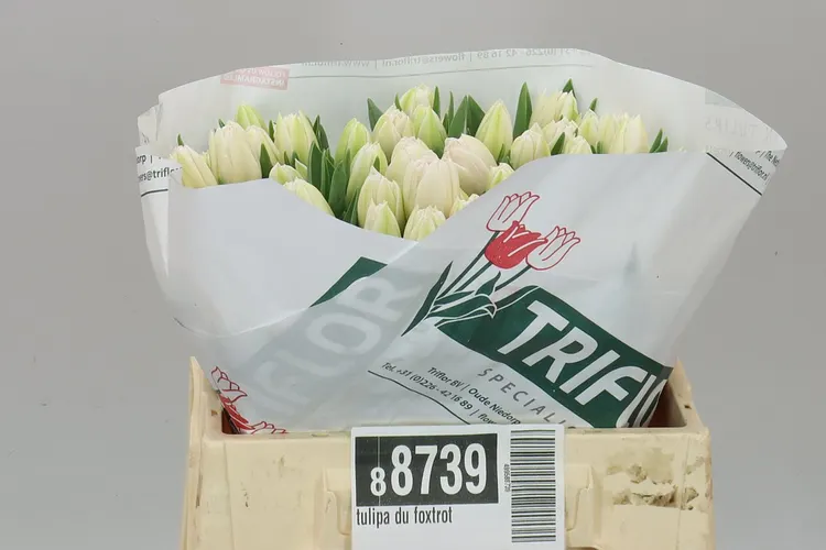 Tulipán plnokvetý Foxtrot 36 cm