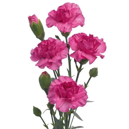 Di Tr Lilac 65 cm