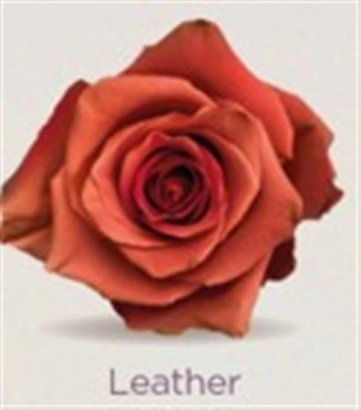 Ruža farbená Leather, Ekvádor 50 cm