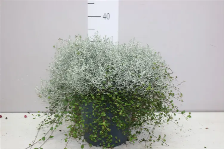 Calocephalus/muehlenbeckia X črepník 23 cm