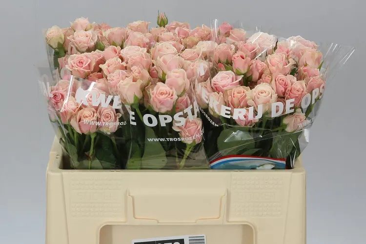 Rosa Tr Sweet 4-tune+ 50 cm