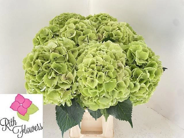 Hortenzia My Beautif He 80 cm