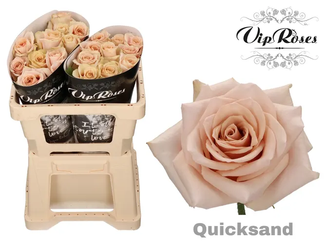 R Gr Quicksand X20 50 cm