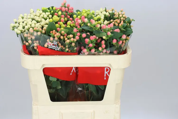 Hyp Spray Rainbow 70 cm