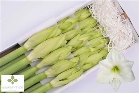 Amarylis Casablanca 75 cm