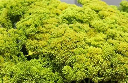 Sedum Painted Yellow 55 cm