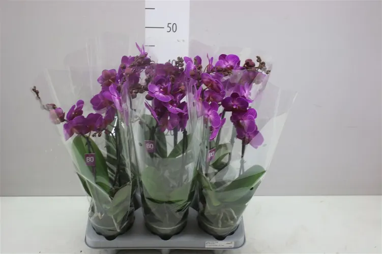 Phal Mtfl Paars 2 Tak črepník 12 cm