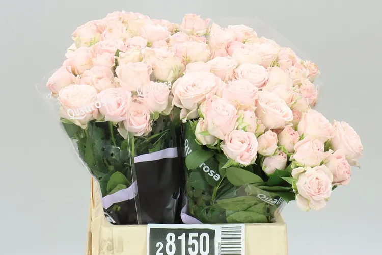 Rosa Tr Bombastic 2/4 40 cm