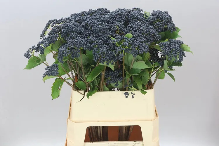 Viburnum Blueberry Hill 80 cm