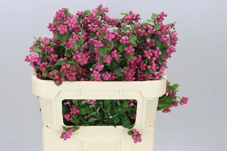 Symph Ruby Giant 70 cm