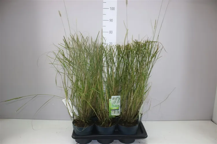 Záhradné rastliny (Garden Plants)
