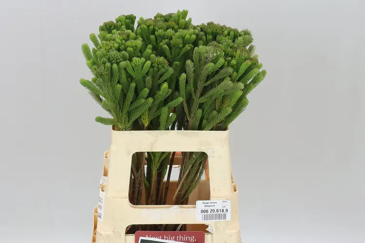Kaaps Brunia Albigreen 60 cm