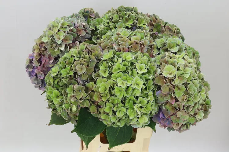 Hortenzia Rodeo Purple Classic 60 cm