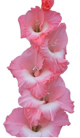 Gladioly (Gladiolus)