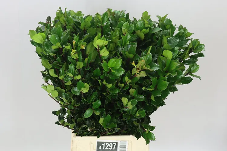 Ilex X Me Blue Prince 60 cm