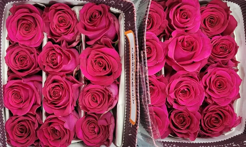 Rosa Gr Ec Hot Wave 60 cm