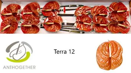Anth Terra