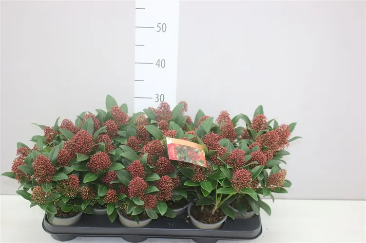Skimmia Rubella 7+ črepník 10,5 cm