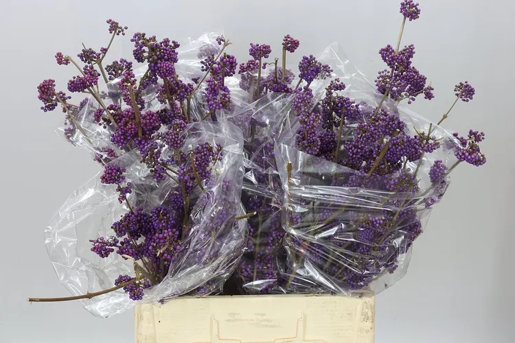 Callicarpa Bod Profusion 70 cm