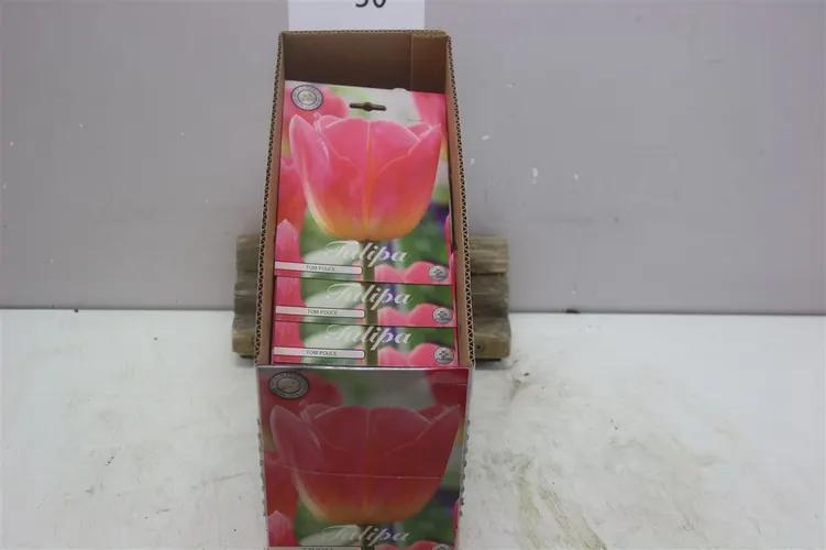 Bol Tulp Triumph Tom Pouce X7