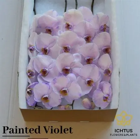 Phalanopsis Painted Violet X25