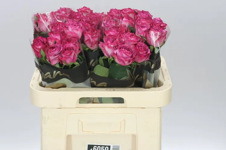 Rosa Gr Garcia 60 cm