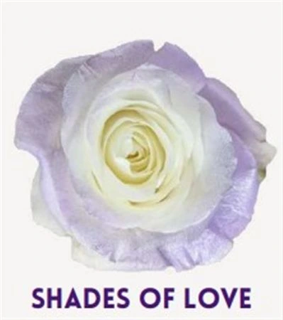 Ruža farbená Shades Of Love, Ekvádor 50 cm