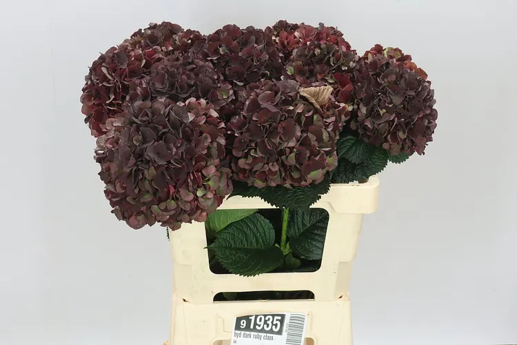 Hortenzia Dark Ruby Classic 60 cm