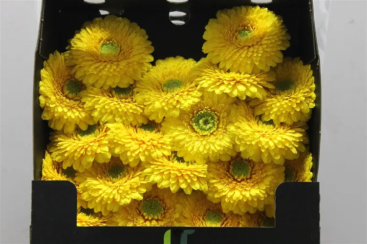 Germ. D Pomponi Sunlight 55 cm