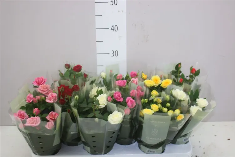 Rosa Kordana Gemengd črepník 10,5 cm