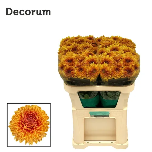 Chryzantémy veľkokveté (Chrysanthemum Blooms)