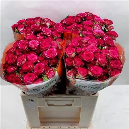Rosa Tr Vanessa 60 cm