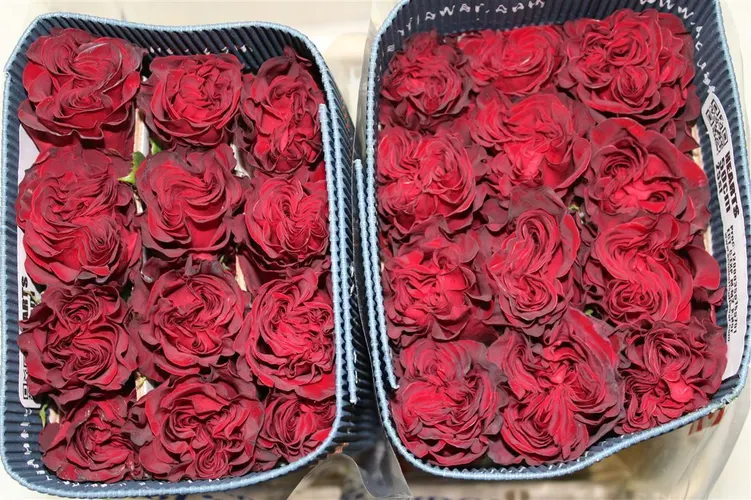 Rosa Gr Ec Hearts 40 cm