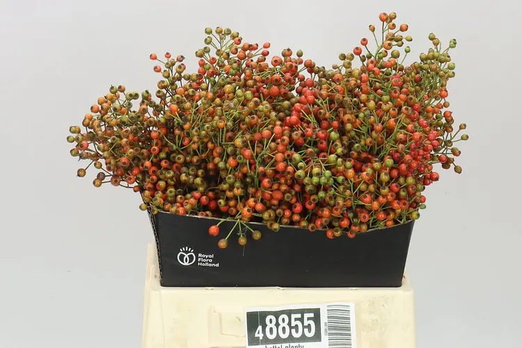 Šípky Plenty 40 cm