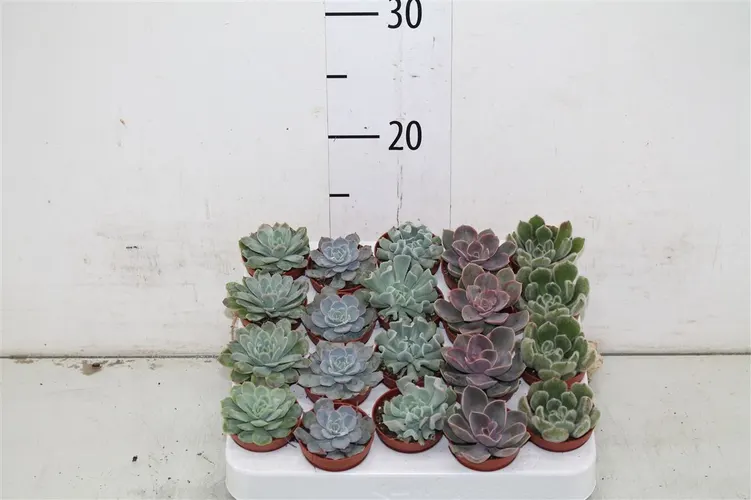 Echeveria mix črepník 5,5 cm