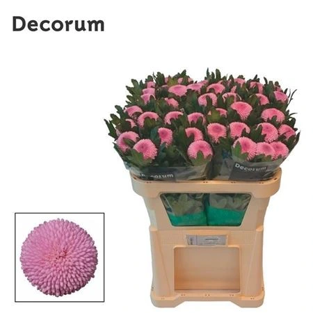 Chryzantéma veľkokvetá Momoko 70 cm
