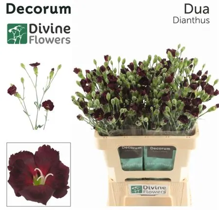 Di Solomio Dua 60 cm