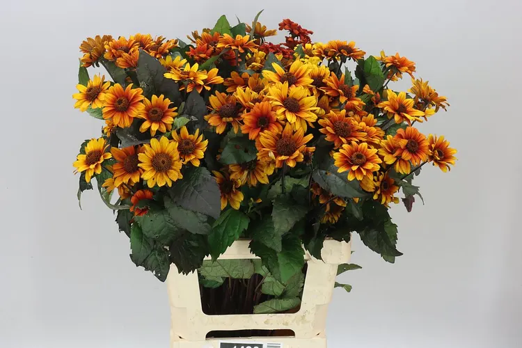 Heliopsis Red Shades 70 cm