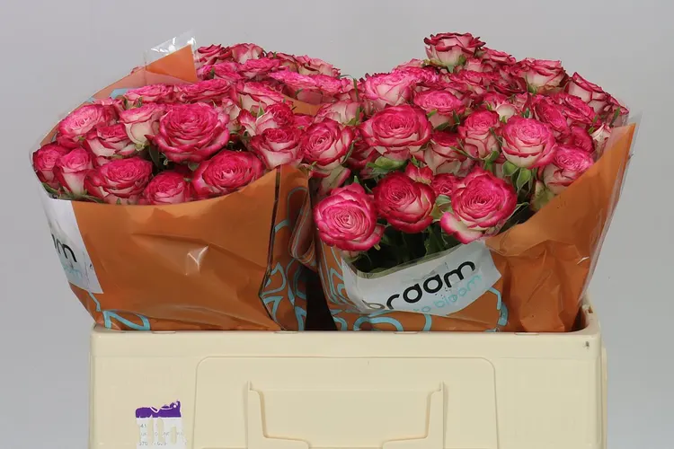 Rosa Tr Vanessa 50 cm