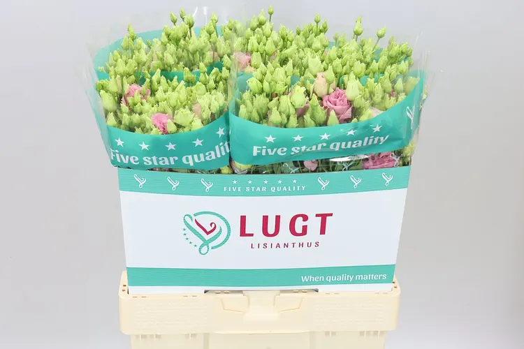 Eust Du Alissa Rose Pink 70 cm