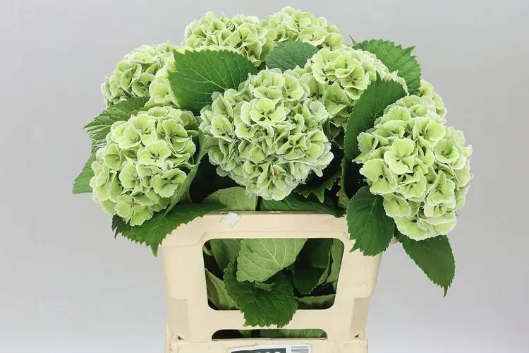 Hyd Lolly Pop Green Classic 60 cm