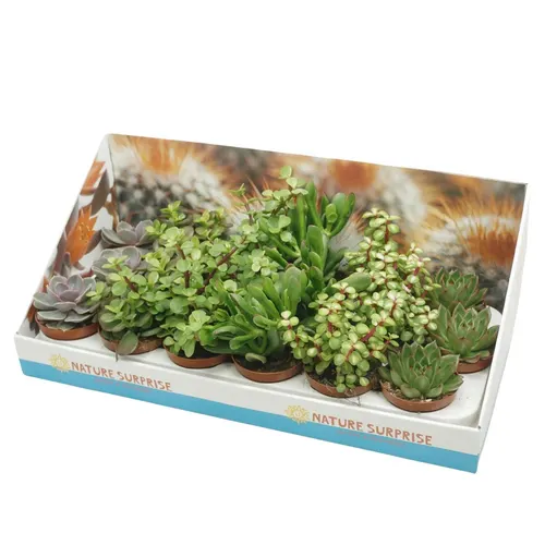 Succulenten Gemengd Showdoos črepník 8,5 cm